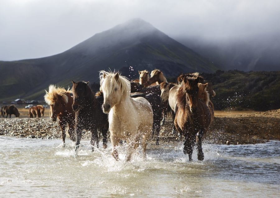 Horses crossing the river by Landmannalaugar