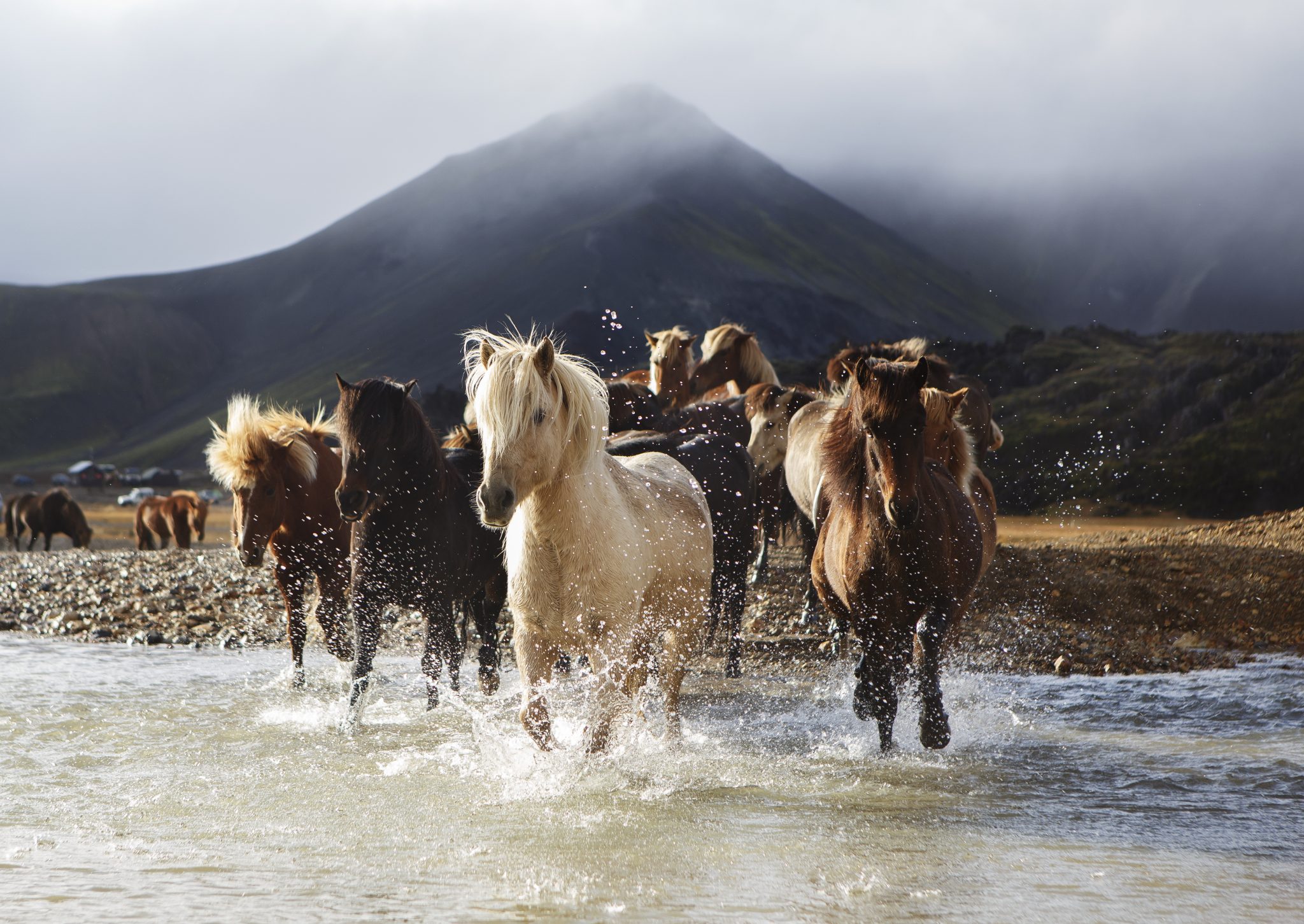 visit iceland horse email