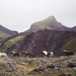 Horses walking near the gorgeous red crater and lake Ljótipollur