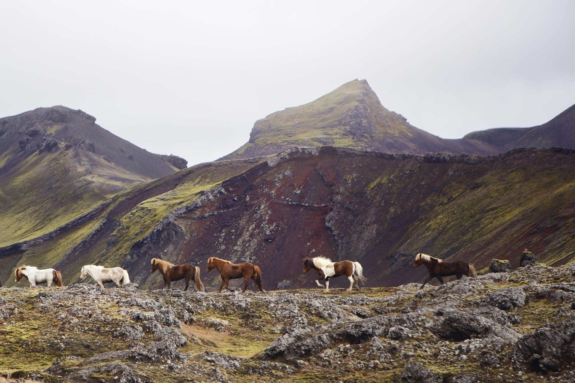 Horses walking near the gorgeous red crater and lake Ljótipollur
