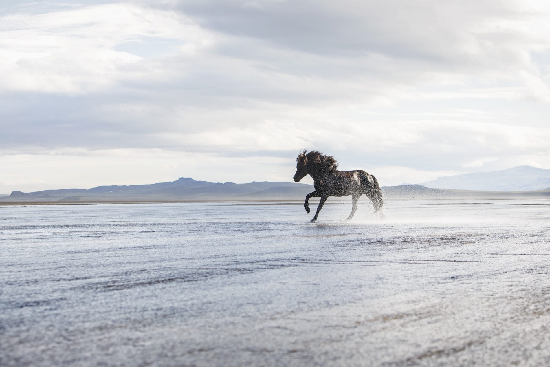 In the expanse of nature, a horse walks in shallow water