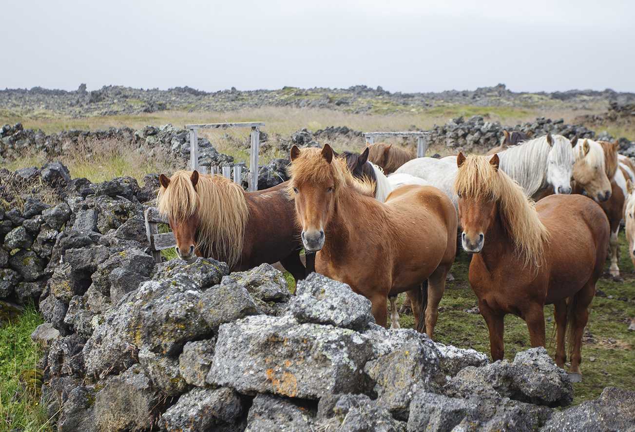 Three horses facing front surrounded by stacked rocks
