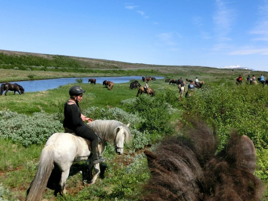 Horses pause to bite grass by a river. Shrubs and bushes under blue sky.