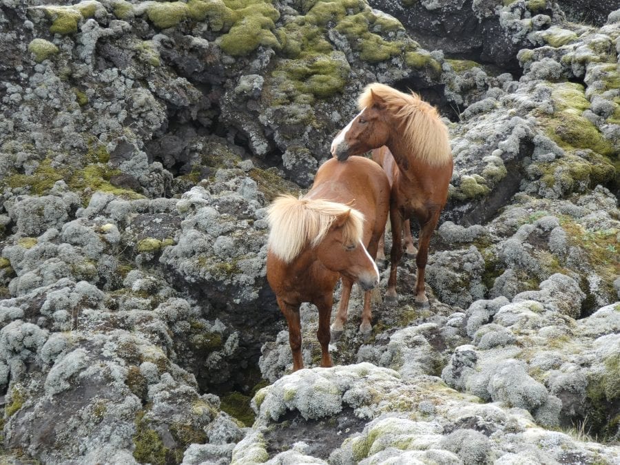 Two horses with a blaze surrounded by thick grey and green mossy lava field