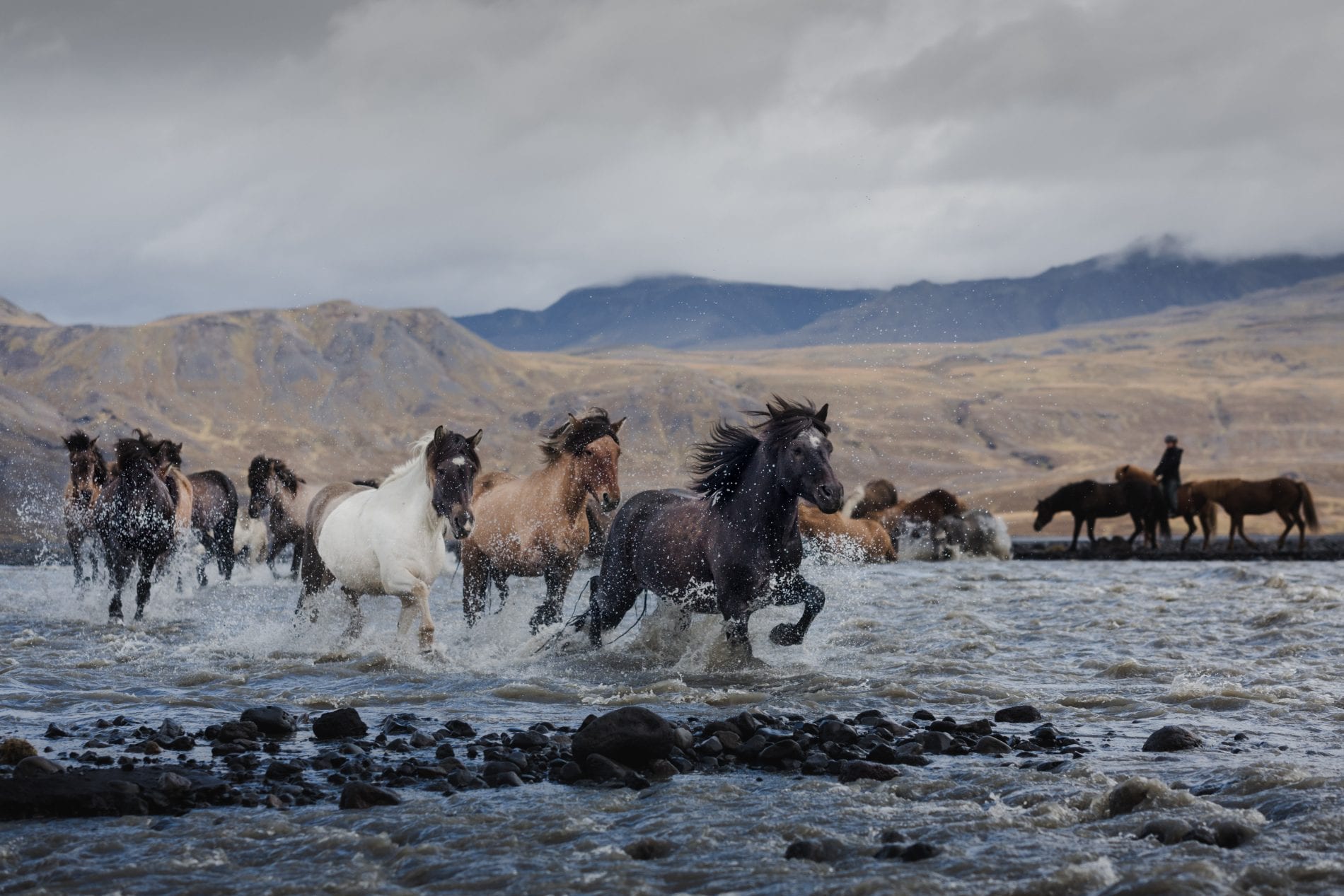 A heard of horses passing a river