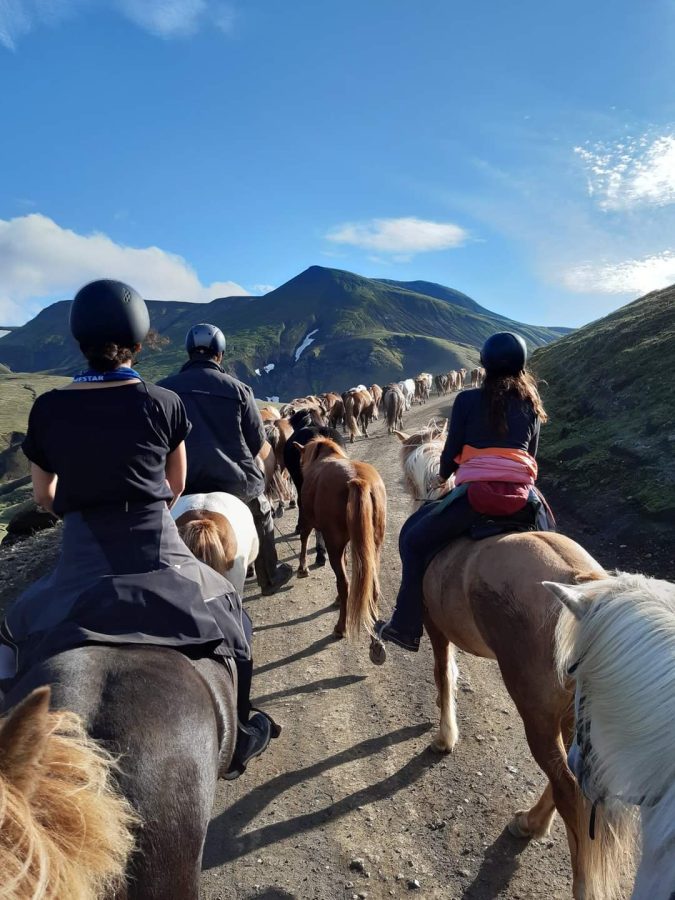The five Gaits of the Icelandic horse. Islandshestar.is