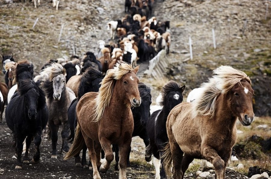 best iceland horse tours