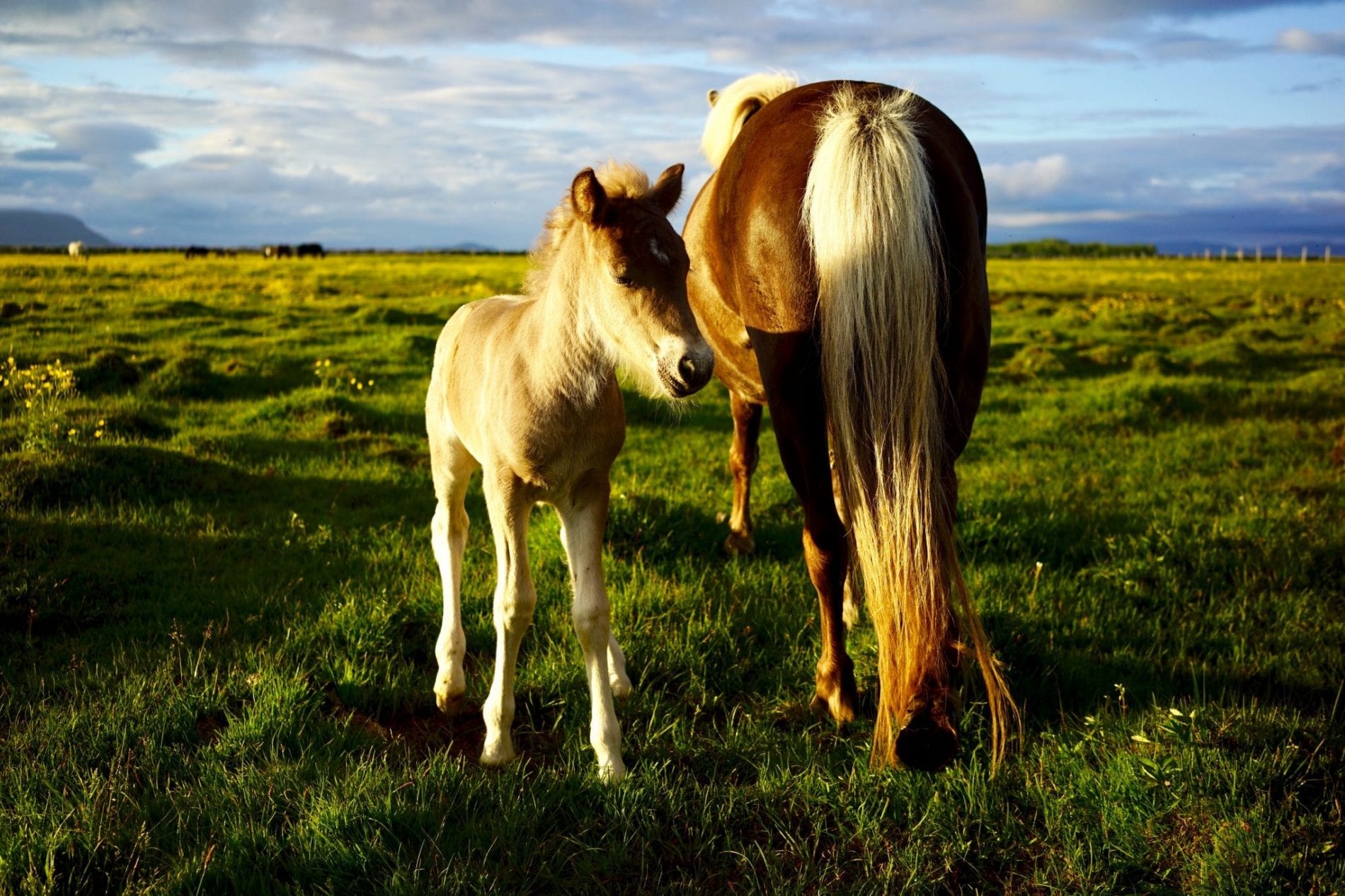 A mare's horse tail and her foal on the meadow