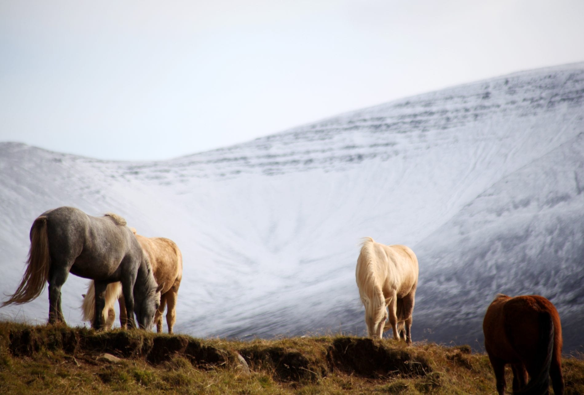 Horses biting grass in the foreground of a snowy mountain