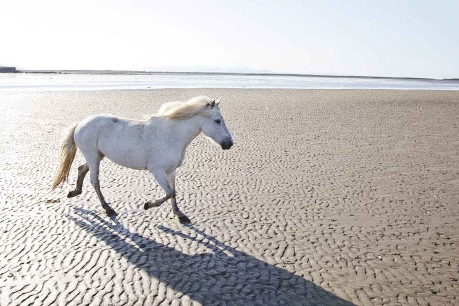 One horse on a light sand coloured beach in Snæfellsnes peninsula