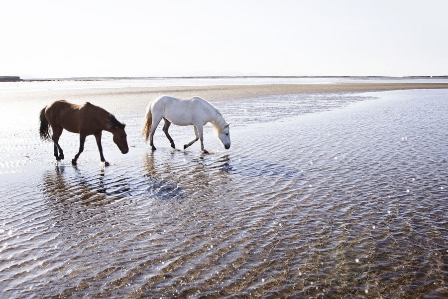 Two contrasted colored horses walking in water