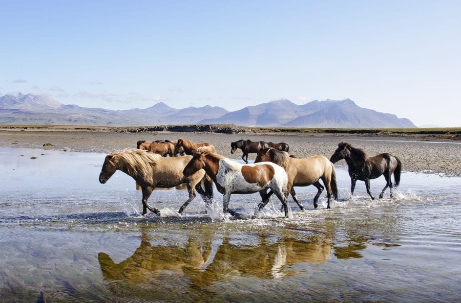 A couple of horses walking in water