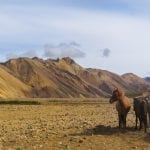 Four horses standing in Landmannalaugar with rhyolite mountains in the back