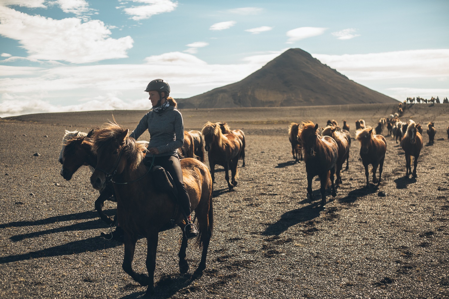 the icelandic horse