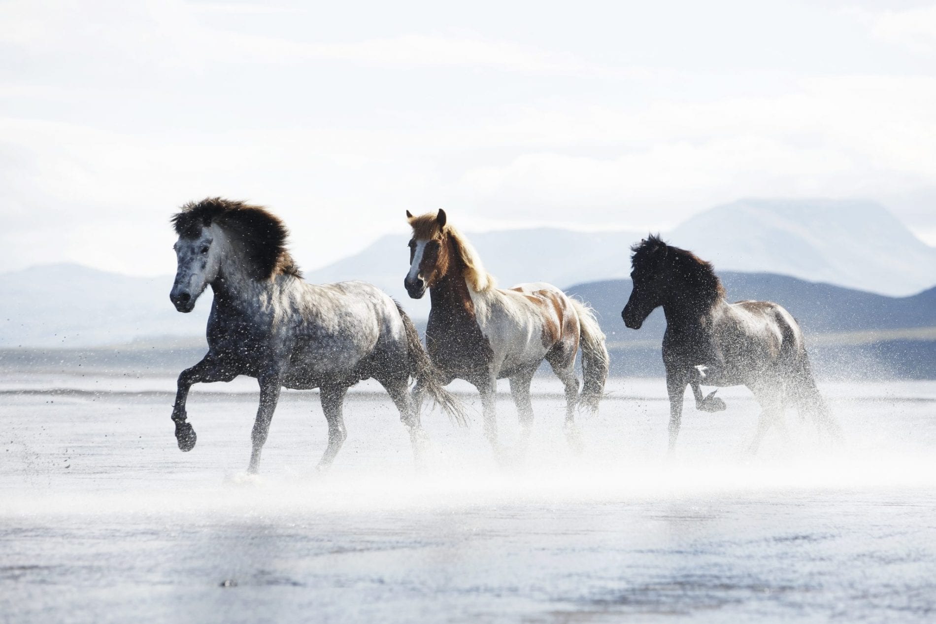 icelandic pony tours