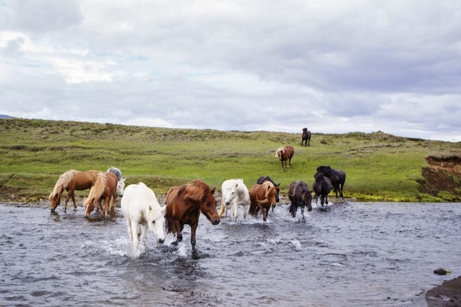 Thirteen horses drinking and walking through a river
