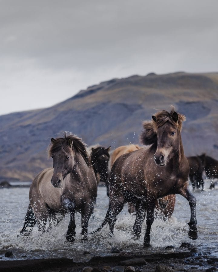 The five Gaits of the Icelandic horse. Islandshestar.is