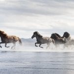 Five horses running along extended sand beach
