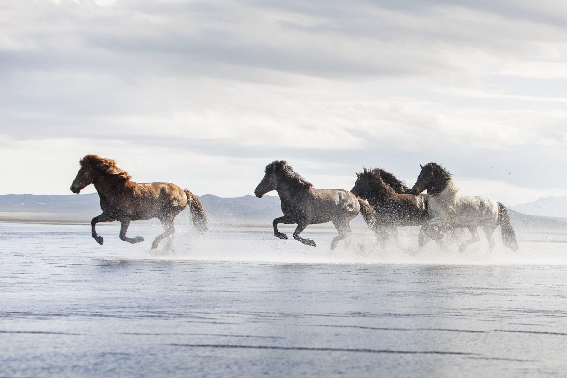 Five horses running along extended sand beach