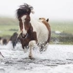 Horse riding tour in North Iceland