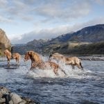 three horses passing a river