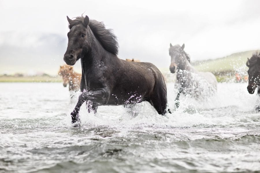 Horses running through water