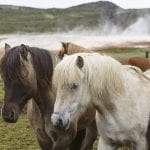 Horseback riding in north Iceland