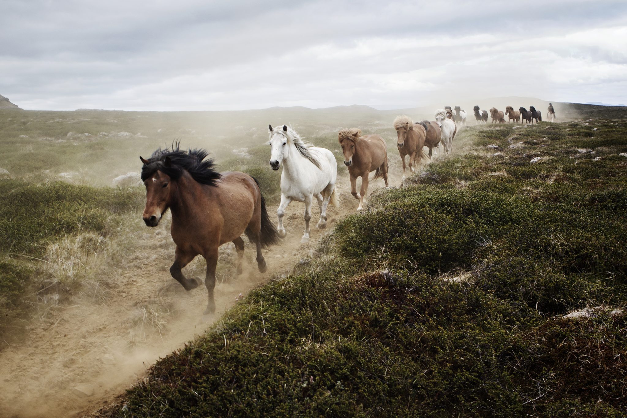 Horse Round up Laufskálaréttir - Islandshestar.is